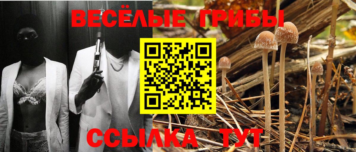 Псилоцибиновые грибы Psilocybine cubensis Рязань